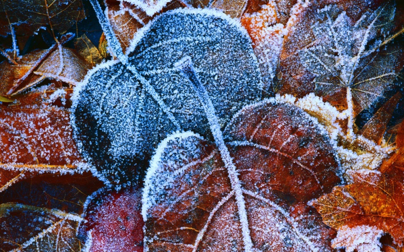 Frosted Leaves HD Wallpaper